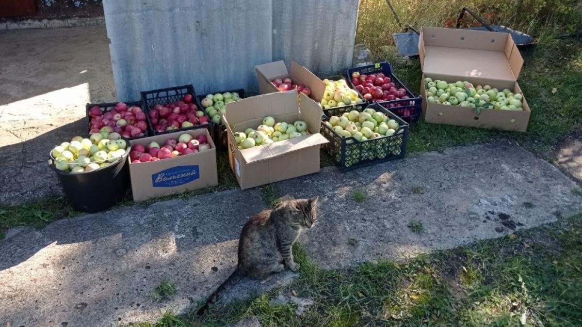 Ни за что не ешьте их на ночь: раскрыта неожиданная правда о популярных яблоках