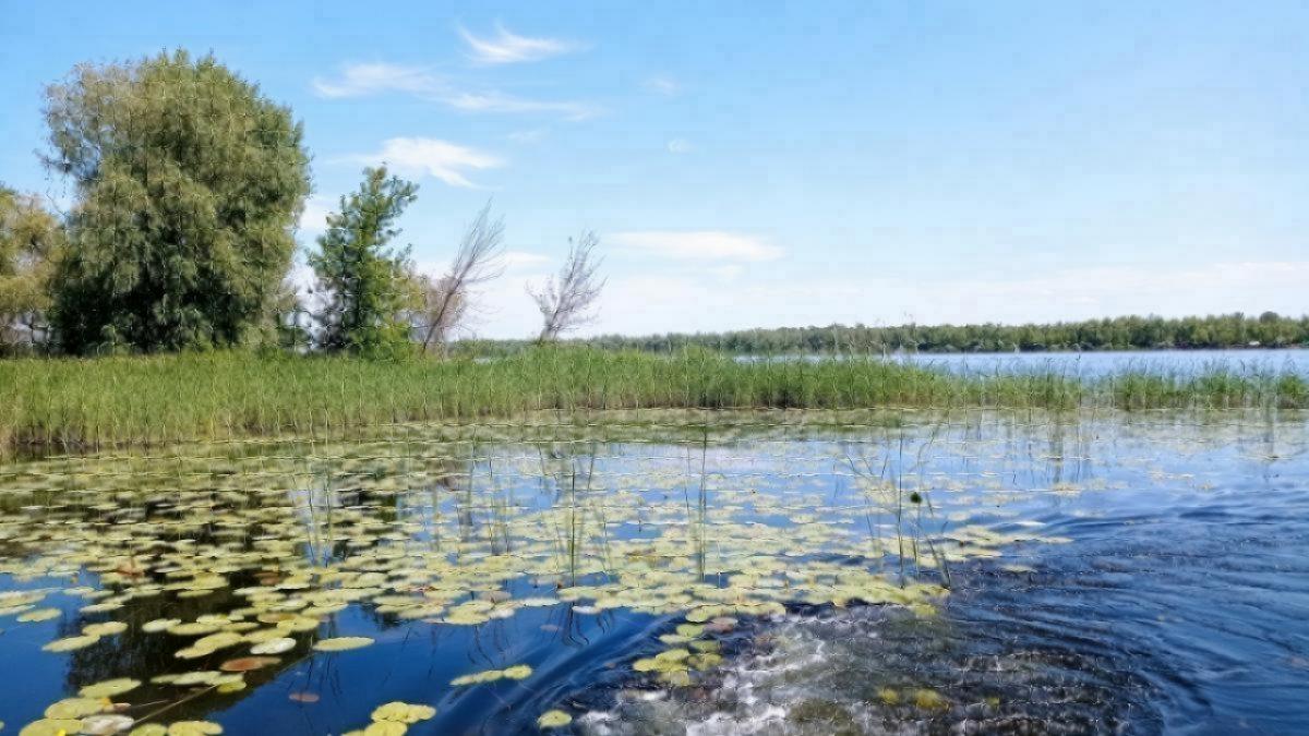 В Саратовской области за 5 миллионов рублей продают пруд с рыбой и дамбой