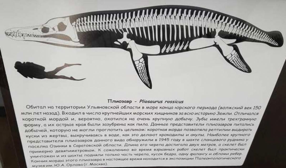 Саратовский депутат сообщил о скелете динозавра, обнаруженном в шахте на территории области 