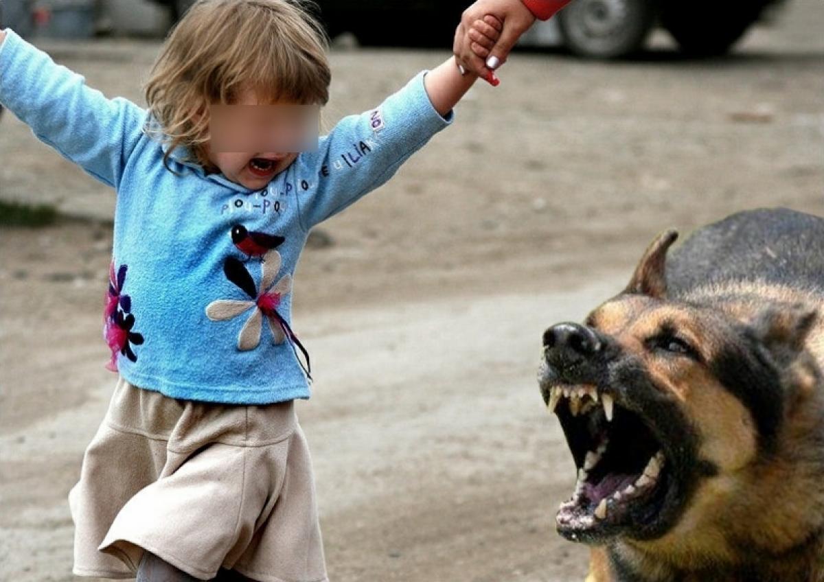 Россиян собираются штрафовать за выгул опасных собак без намордника