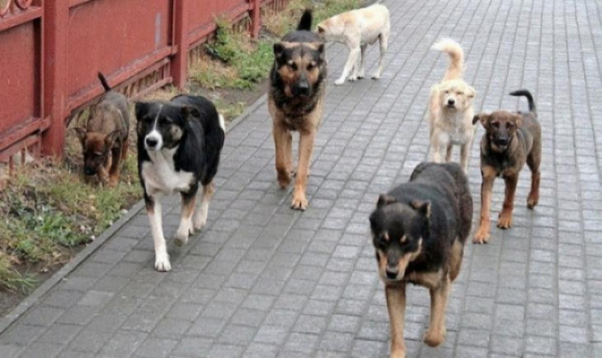 В Энгельсе бездомные собаки напали на женщину и прокусили ей ногу – СК организовал проверку