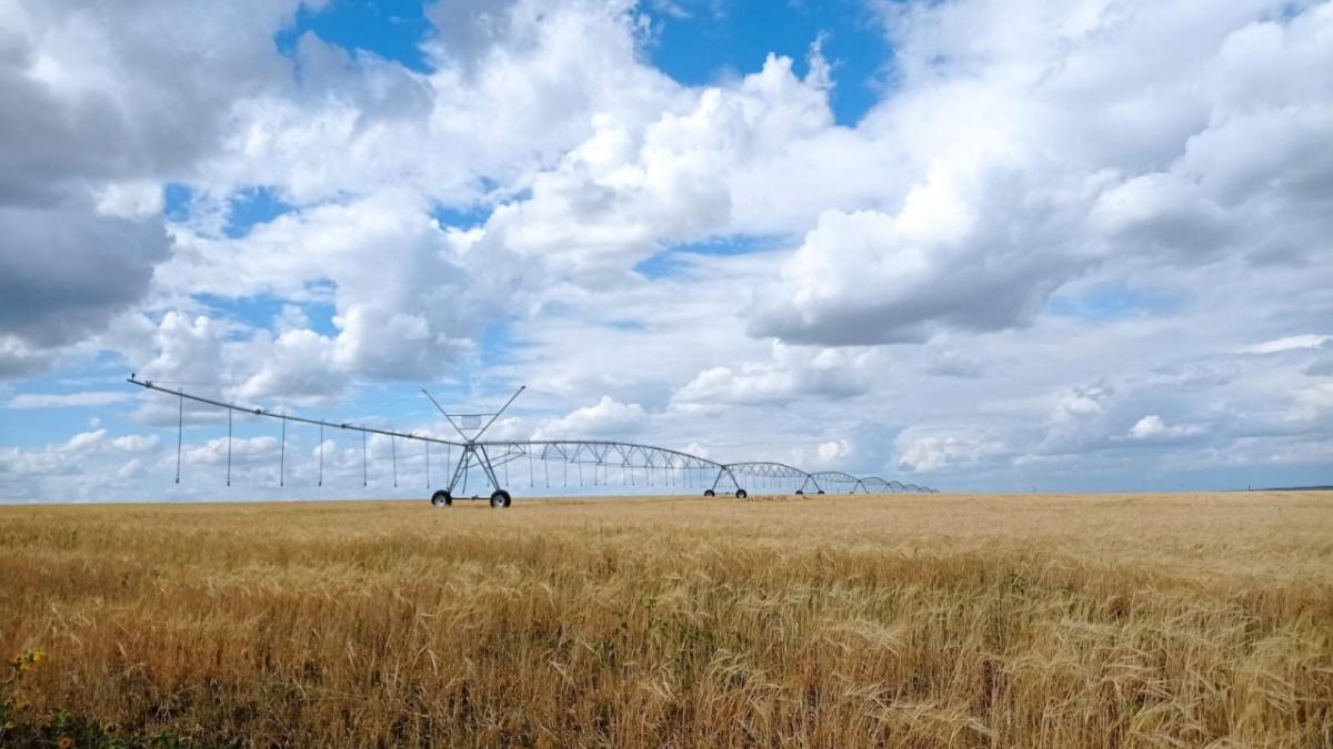 Минсельхоз: Саратовская область установила рекорд по сбору сои