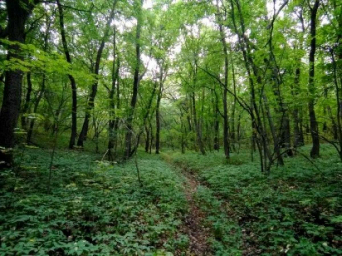 Ограничение на пребывание саратовцев в лесах продлено до 18 августа