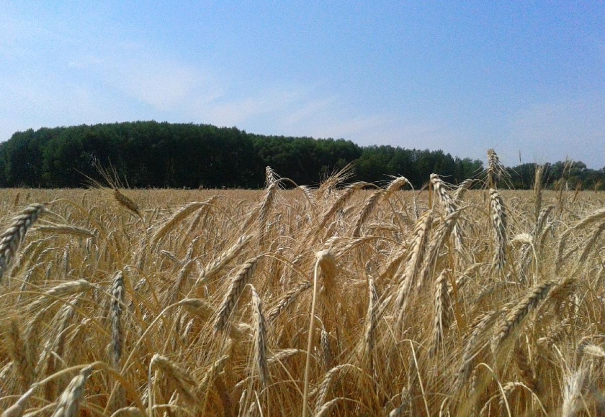 Страховые компании жалуются: лишь 2 процента саратовских аграриев застраховались от все возрастающих рисков