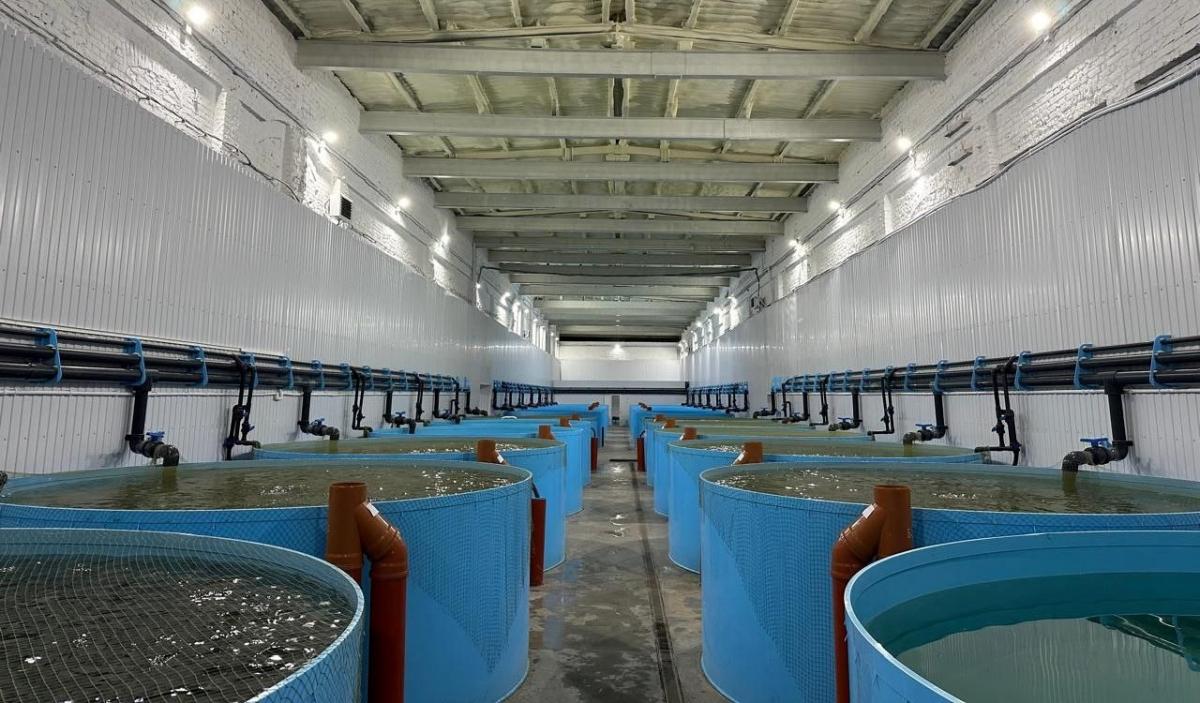 В Марксе запустили полный цикл производства форели