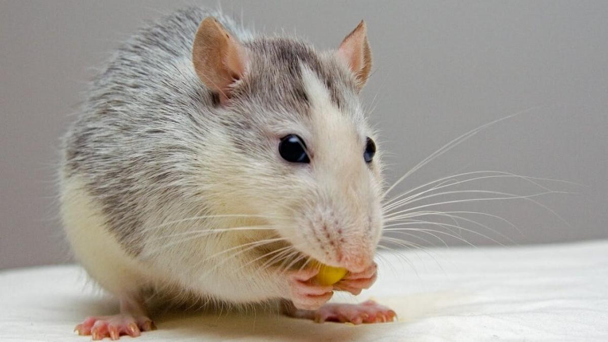 45-летняя саратовчанка при продаже крыс стала жертвой мошенников