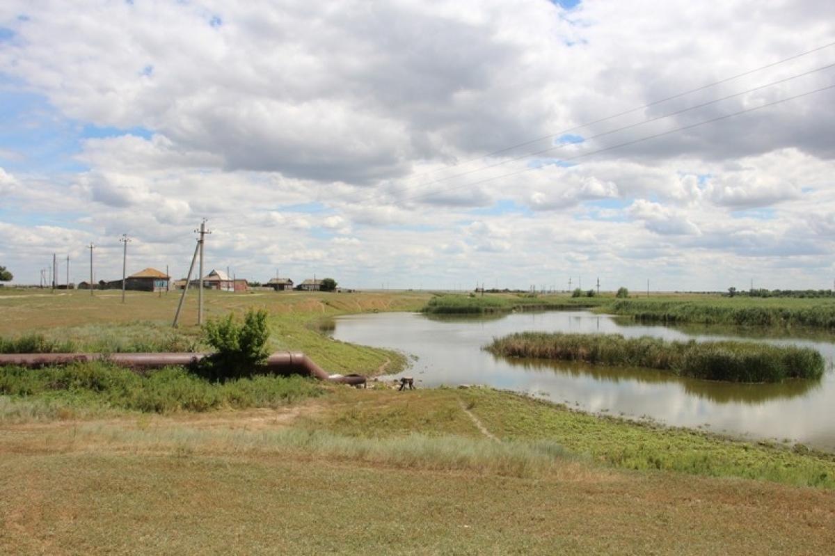 Массовая гибель рыбы в Балаковском районе: администрация ввела особый режим