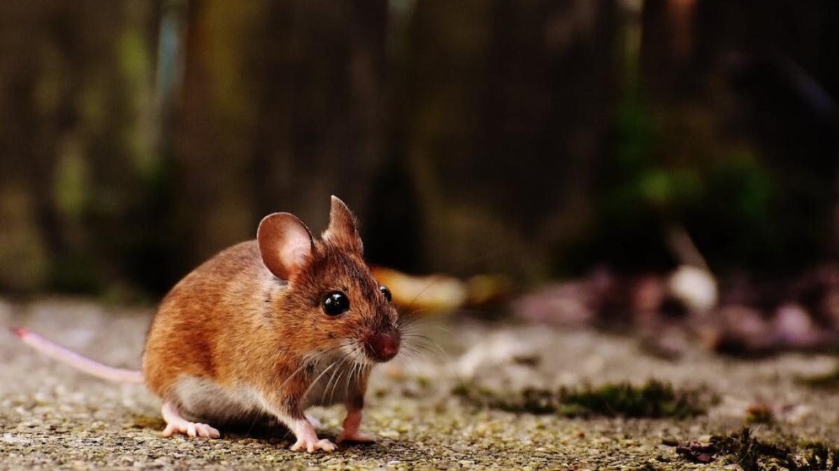 В Саратовской области 17 человек заболели мышиной лихорадкой в 2023 году