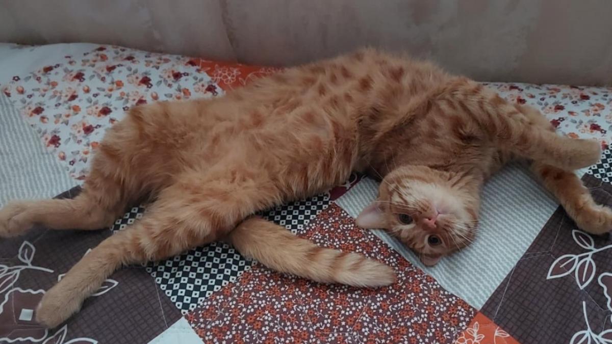 Электронные документы для кошек и собак: что ждет саратовцев с 1 декабря 