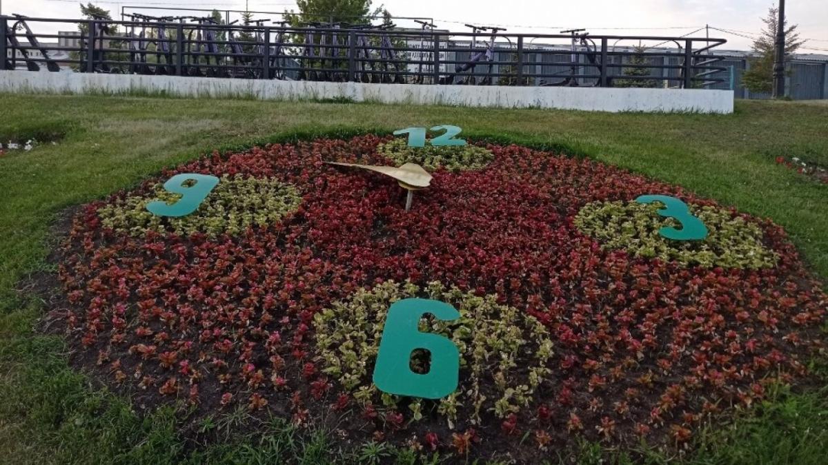 Яблони и можжевельник высадят на набережной Саратова