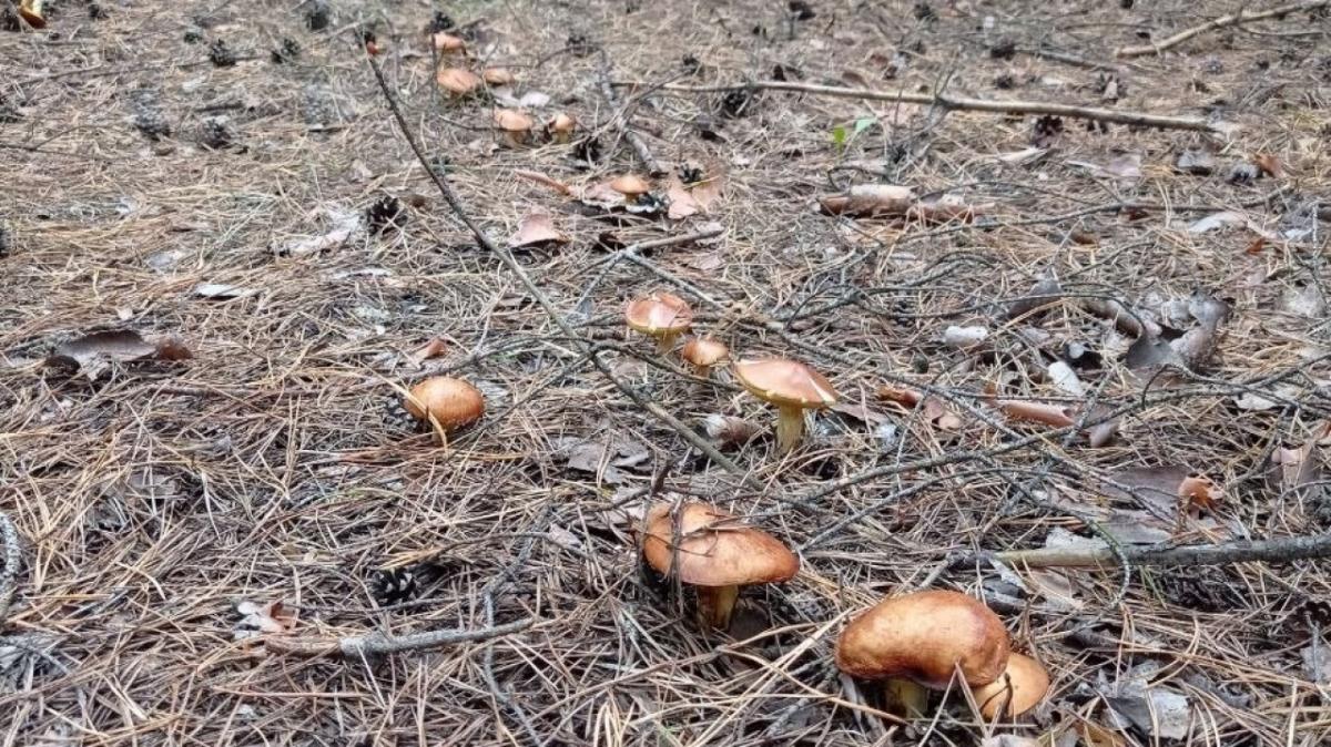 Карта грибных мест в Саратовской области: куда ехать за уловом