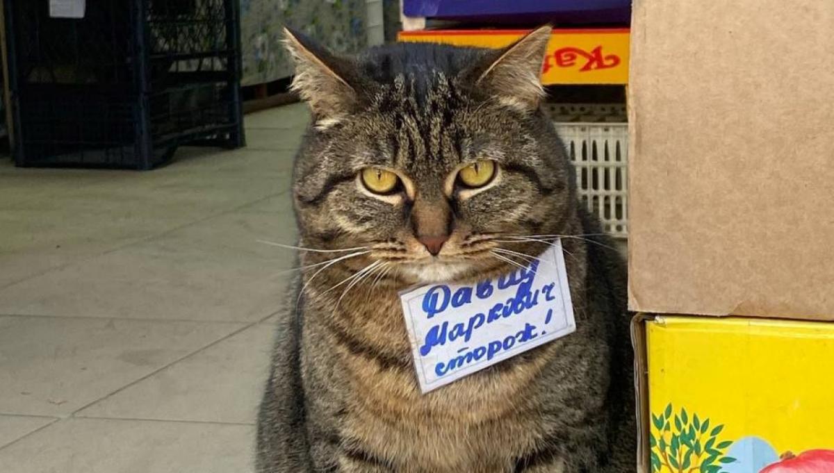 В Саратове появился мемориал памяти погибшего на пожаре кота