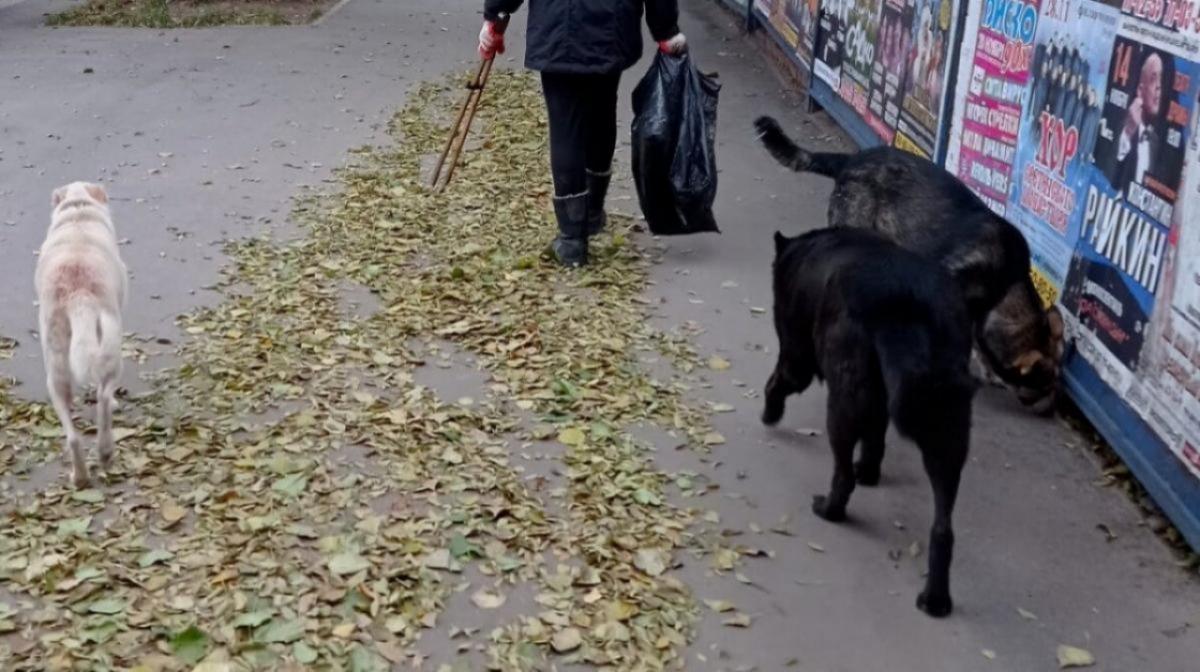 В Саратове откроют пункты временного содержания бездомных собак