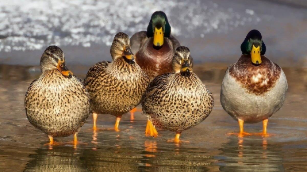 Саратовские охотники будут получать разрешения через Госуслуги