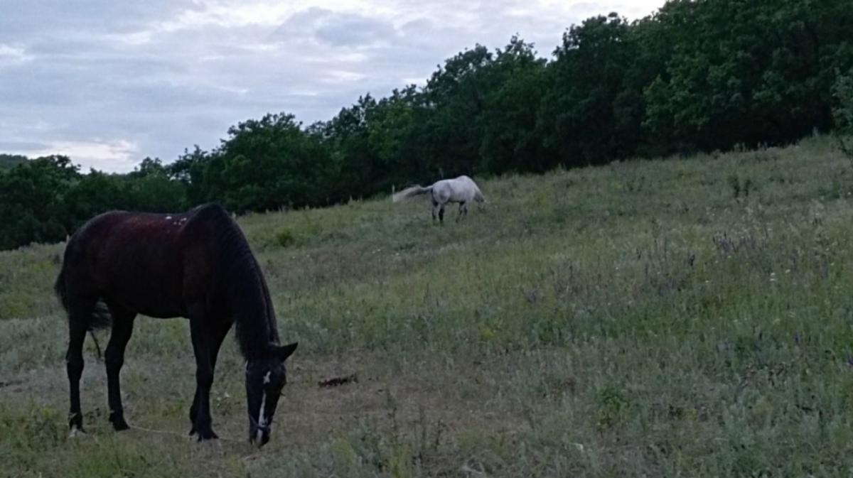 В Саратовской области начали изымать безнадзорных сельскохозяйственных животных