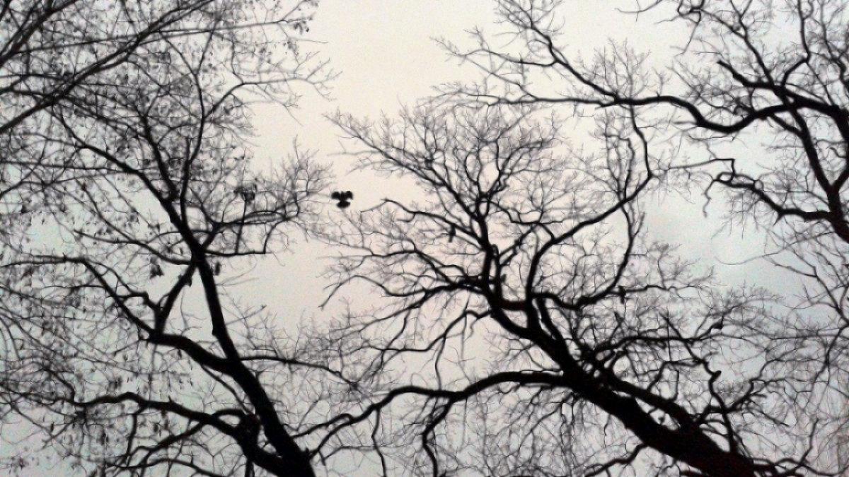 У саратовских браконьеров отобрали птенца черного ворона