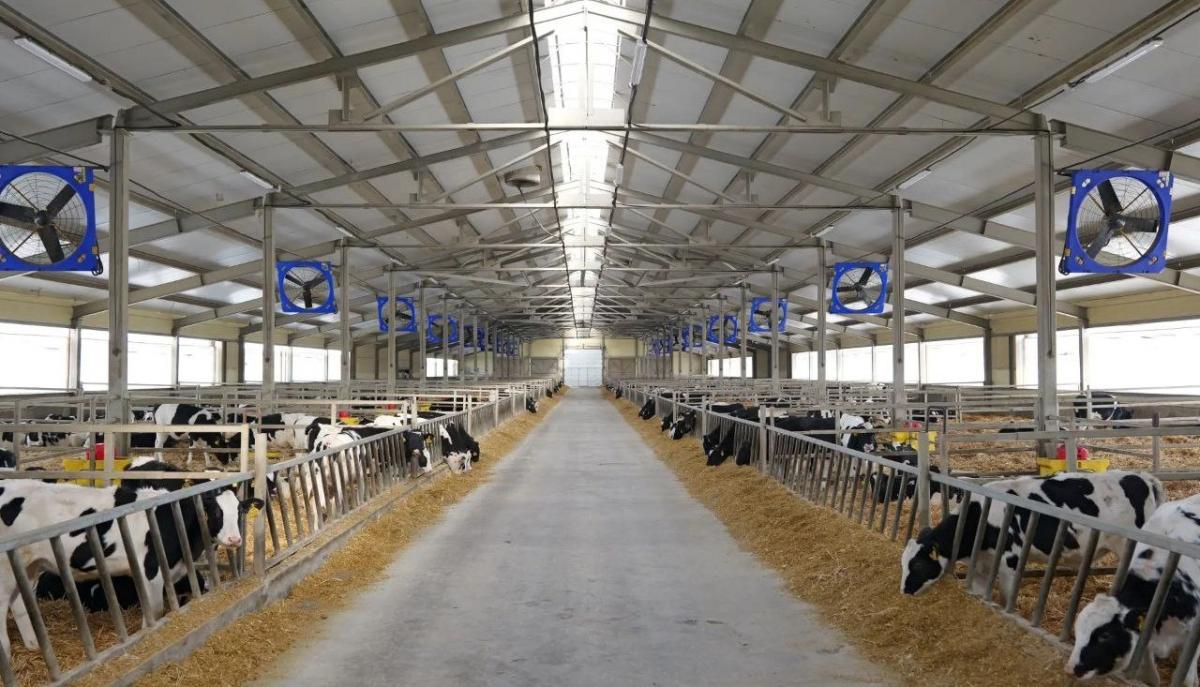 В Саратовской области реализуют масштабный проект по животноводству за 3 млрд