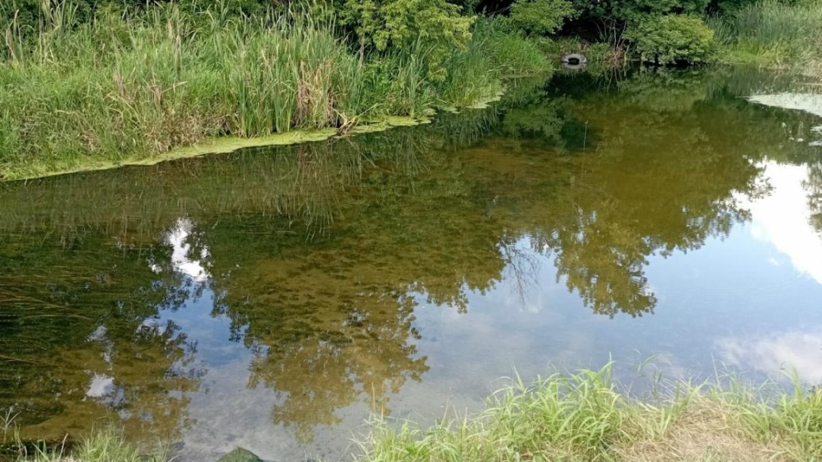 Ученые: во флору Саратовской области вернули редкий водяной орех - чилим