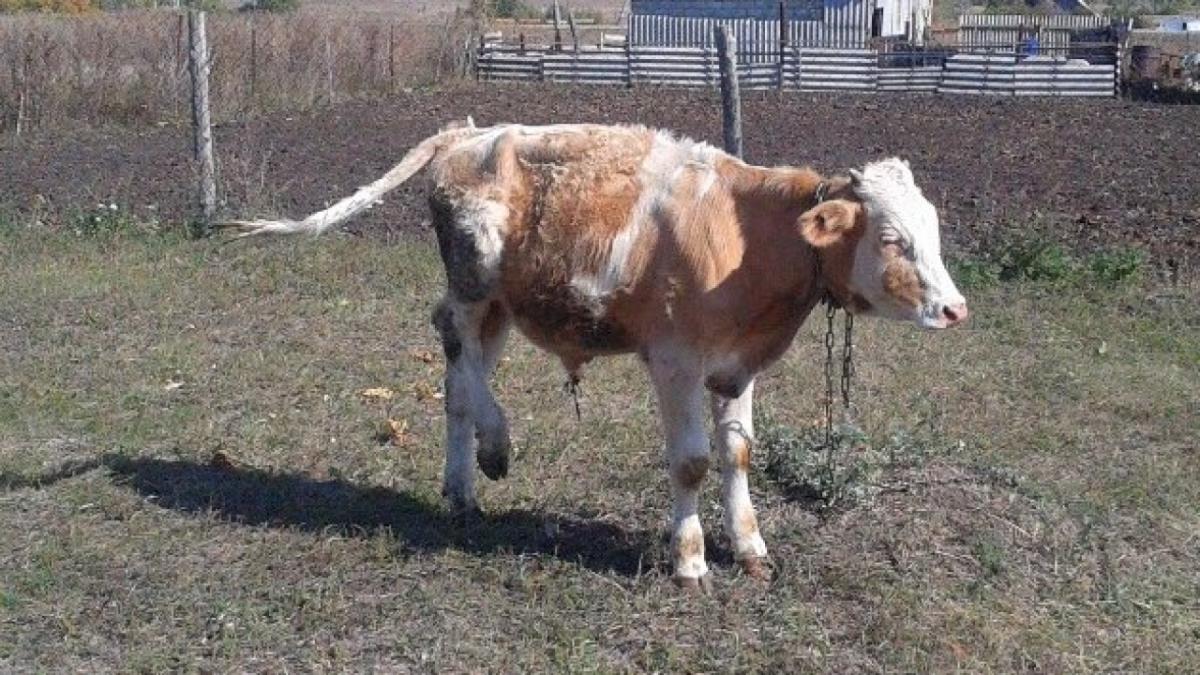 В Беларуси ввели запрет на ввоз скота и сельхозпродукции из Саратовской области