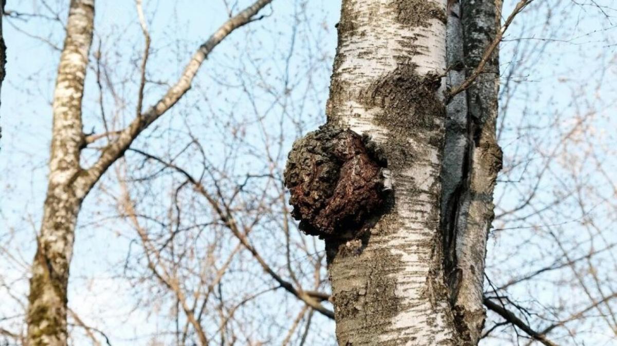 Полезные свойства березовой чаги
