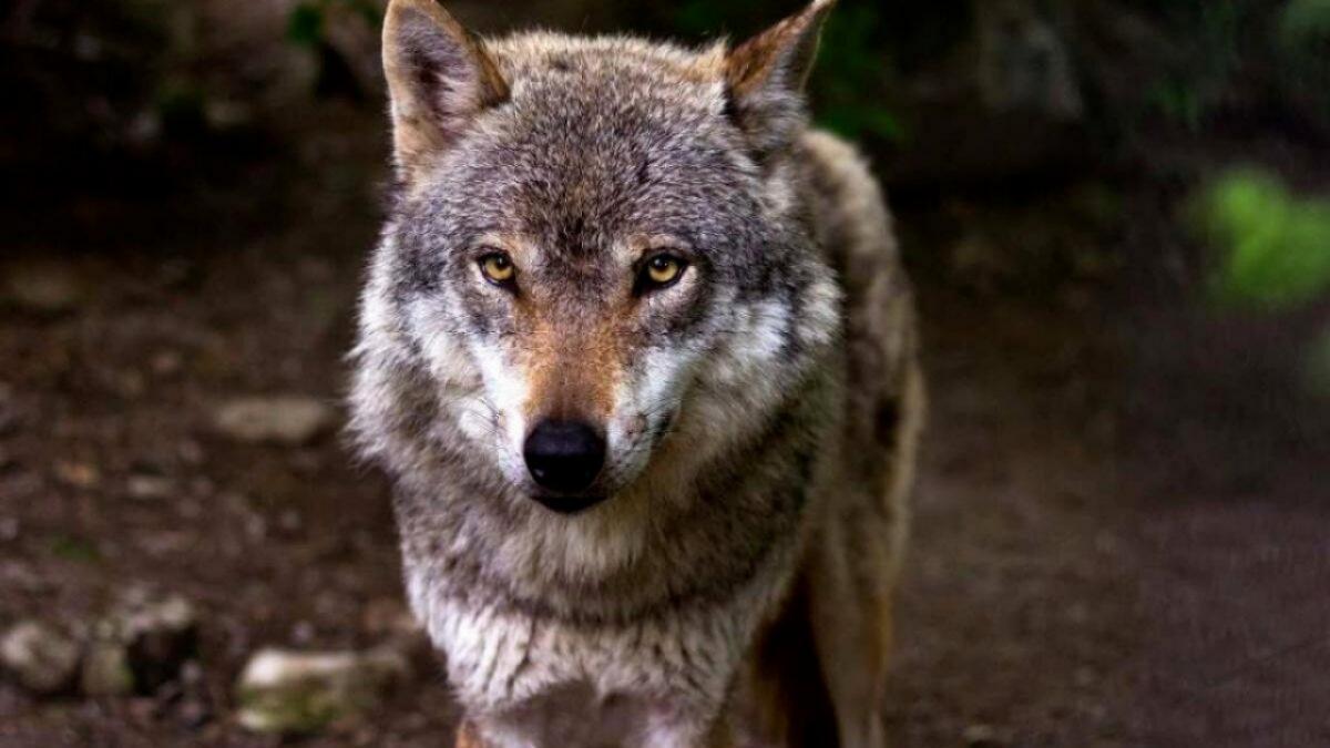 В Саратовской области застрелили черного волка и еще 6 из-за нападения на скот