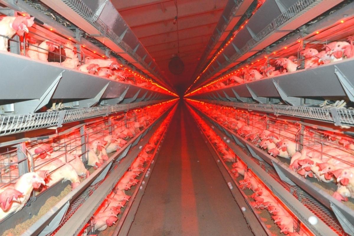 Прокуратура установила, что отходы «Покровской птицефабрики» I-IV класса опасности вредят экологии