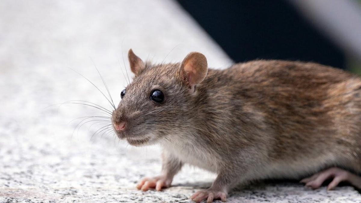 Очевидцы сообщили о пугающих детей и уродующих машины крысах в центре Саратова