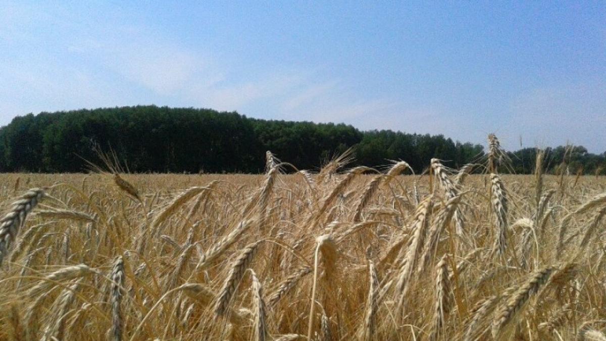 Минсельхоз: аграрии Саратовской области собрали 5,5 млн тонн зерна