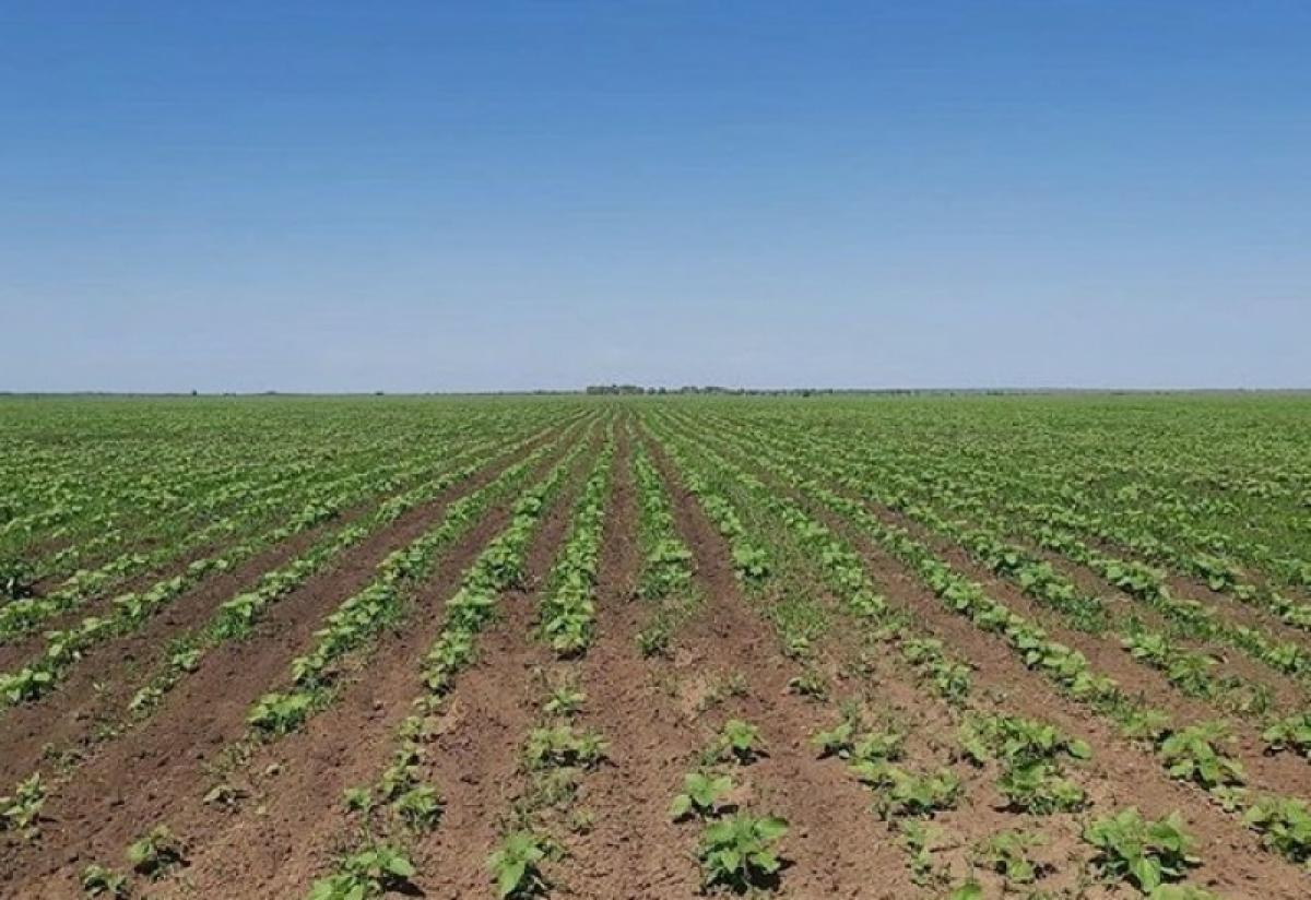 Валерий Радаев надеется собрать в этом году 4 млн тонн зерна