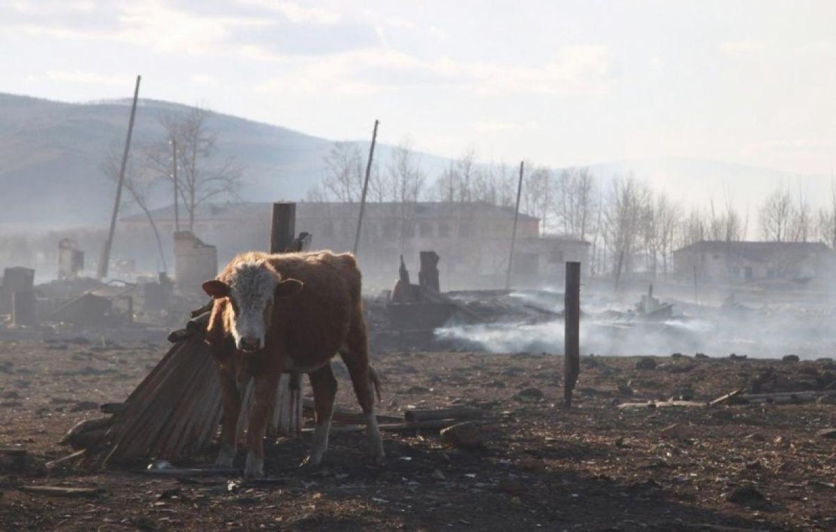 Пожары в степях Саратовской области: пастух сгорел, спасая стадо коров