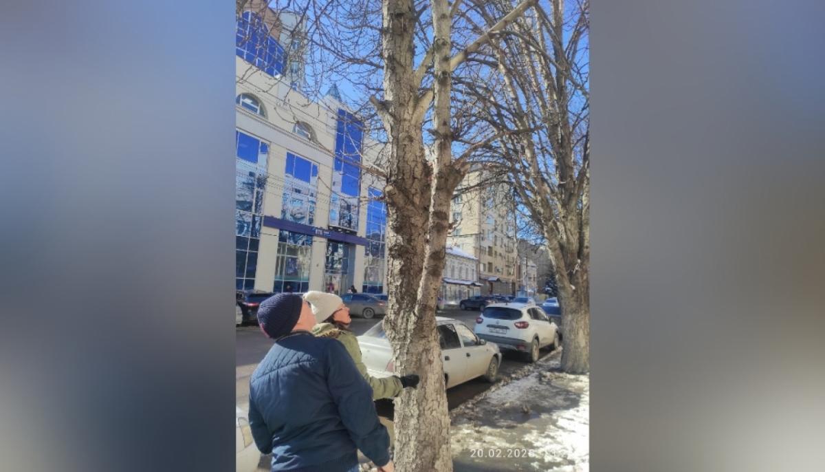 В Саратове спилят часть каштанов на центральной улице города