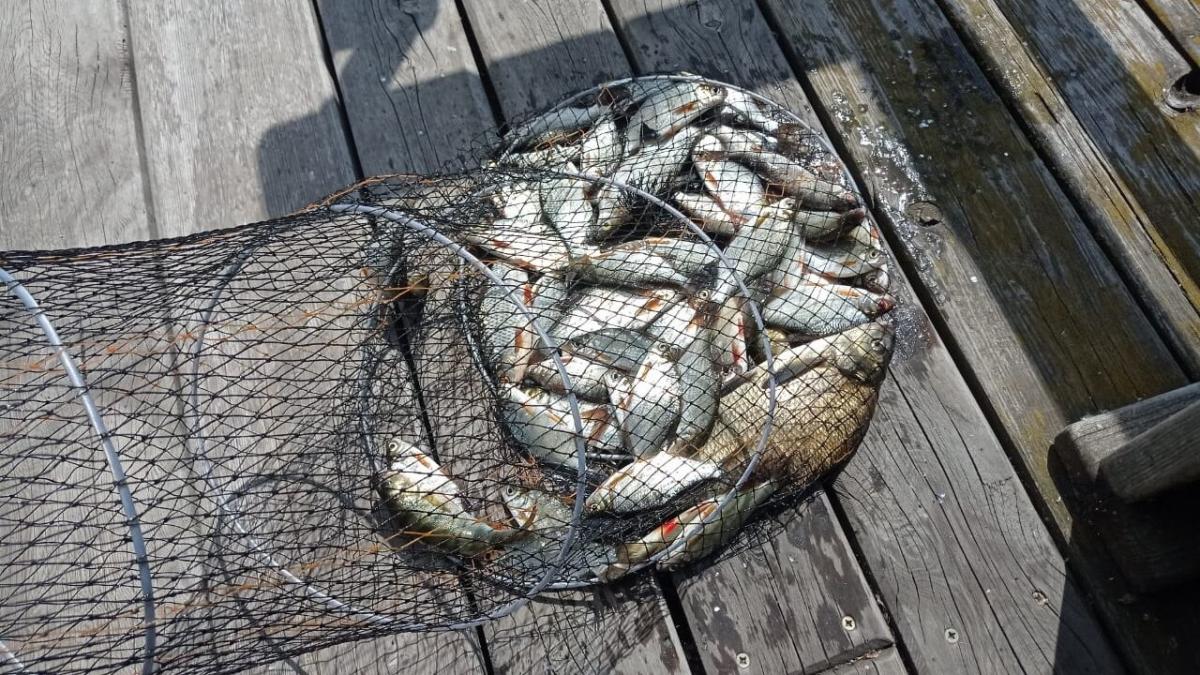 Саратовские рыбаки подняли сомов и лещей с глубин Волги 