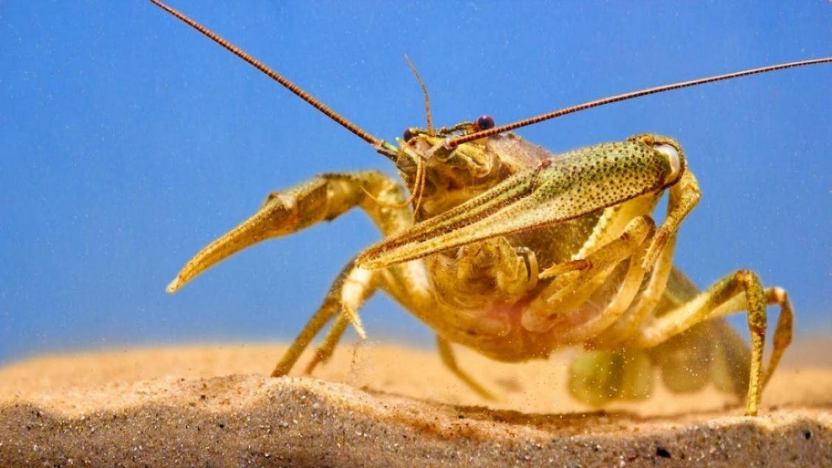 2000 рублей за кило: саратовцев возмутили цены на волжских раков