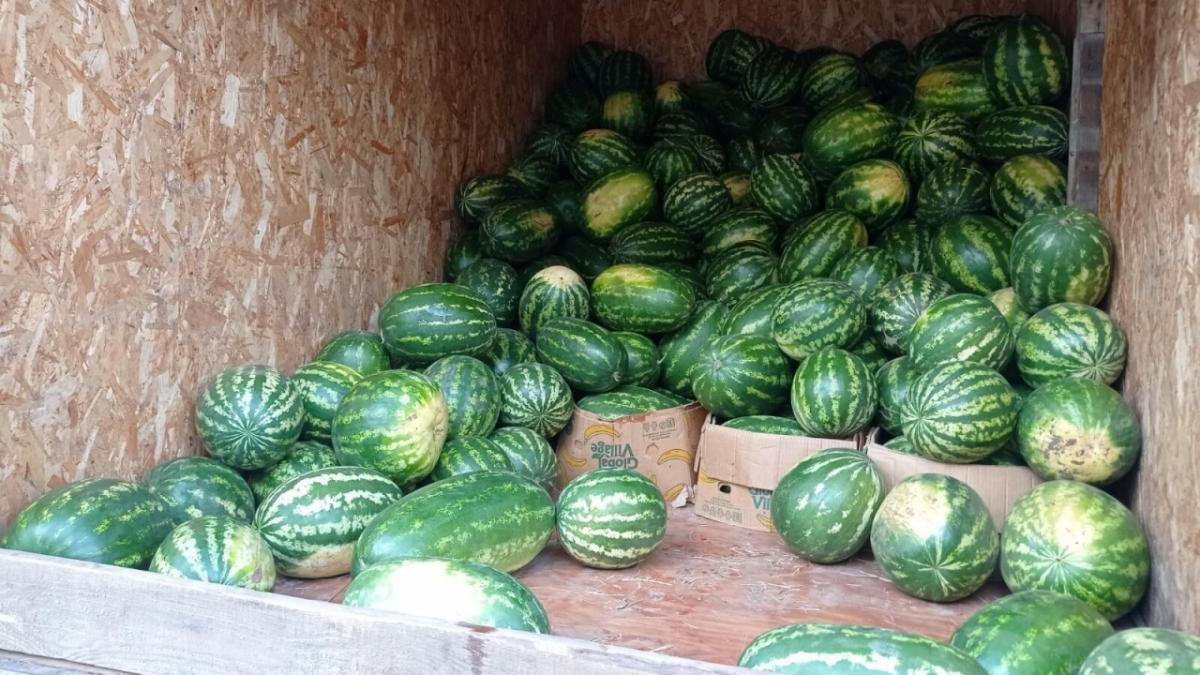 В Саратове эксперты проверили 1000 партий арбузов и дынь на пестициды и нитраты