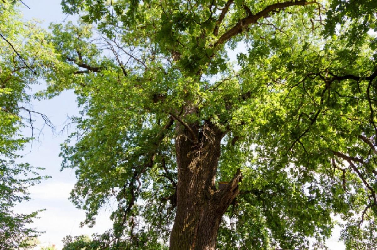 Саратовский дуб претендует на звание «Европейское дерево года» 
