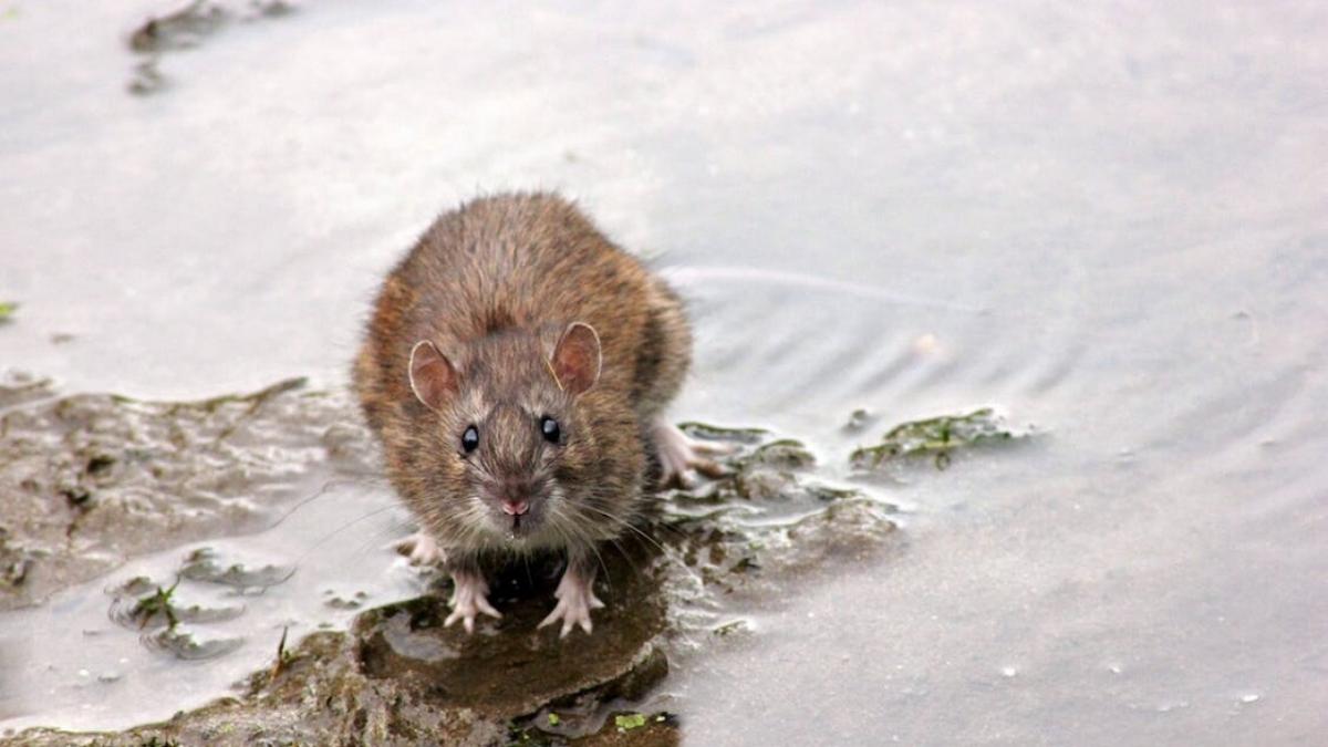 В Саратове госпитализировали укушенного крысой сотрудника Россельхознадзора