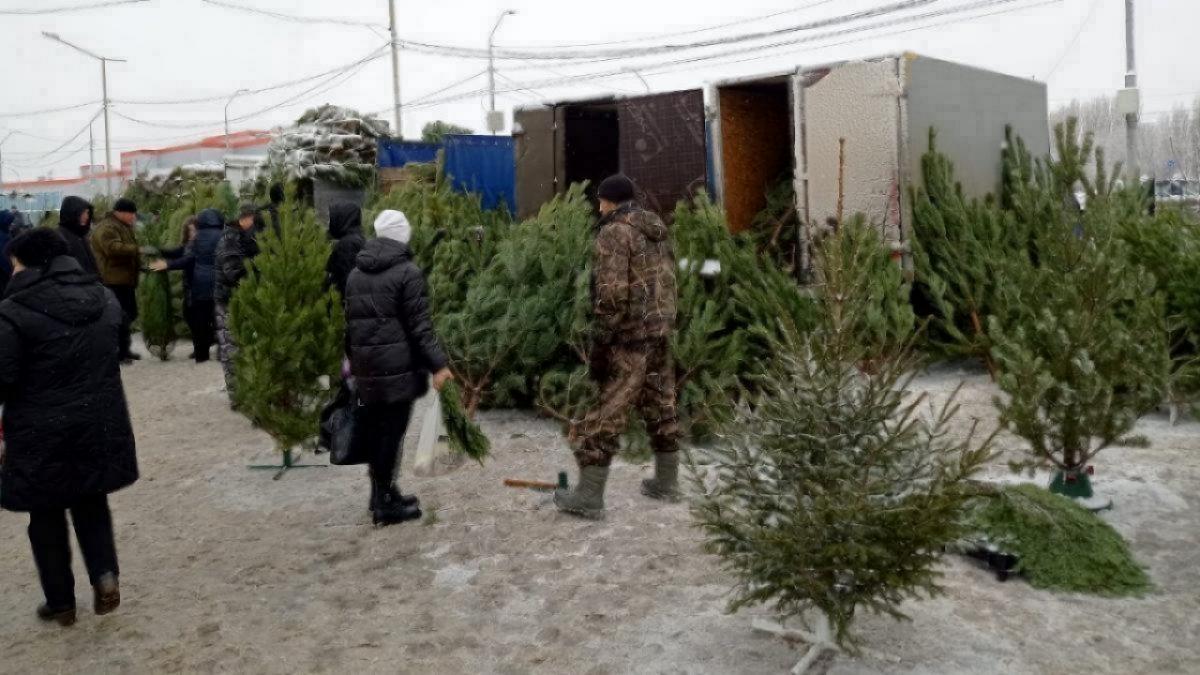 Власти Саратовской области отказались от вырубки новогодних елок