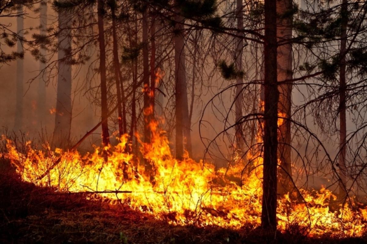 Крупный лесной пожар в Аткарском районе возник по вине неизвестных лиц