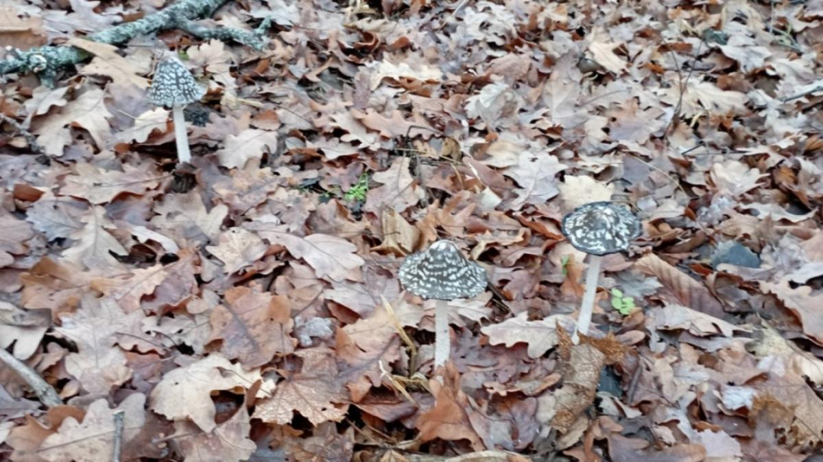 В Саратове готовят закон о защите краснокнижных грибов 