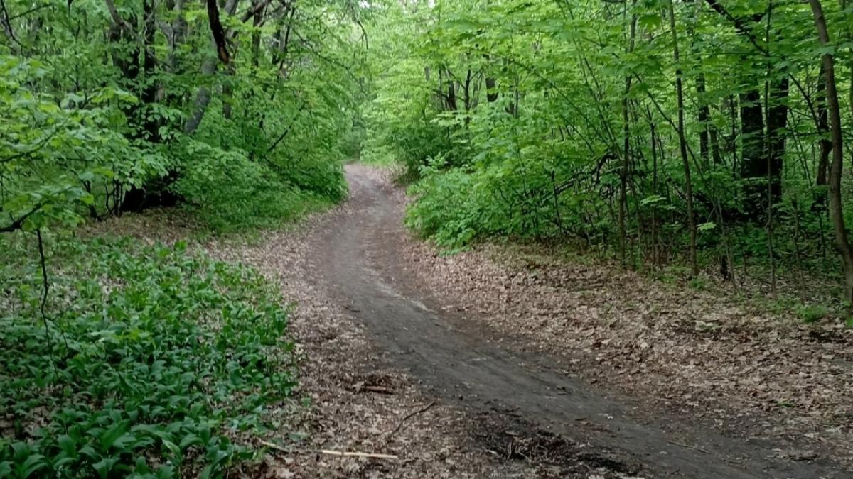 На саратовской Кумысной поляне за 3 миллиона рублей расставят приманки с отравой