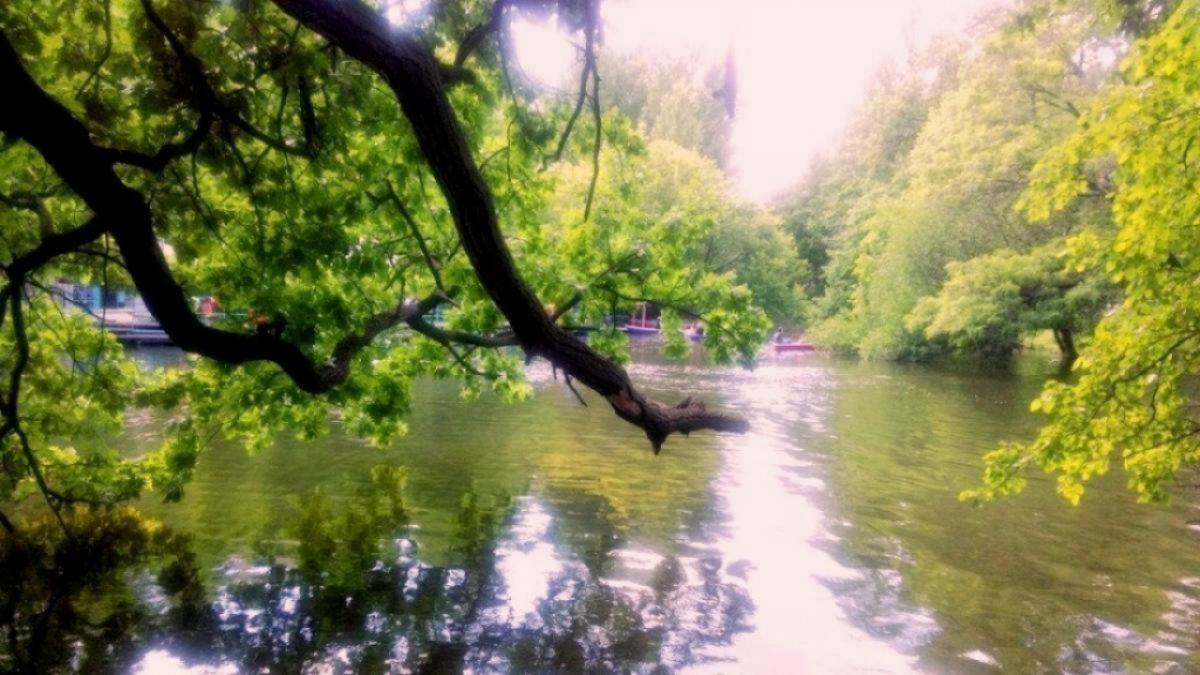 Губернатор Бусаргин: на улицах Саратова высадят 435 крупномеров