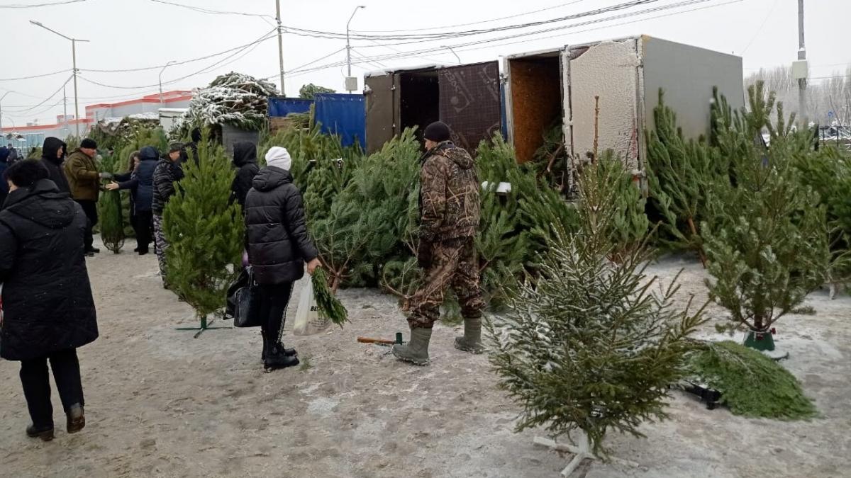 17 тысяч новогодних елок саратовцам продадут по средней цене в 280 рублей