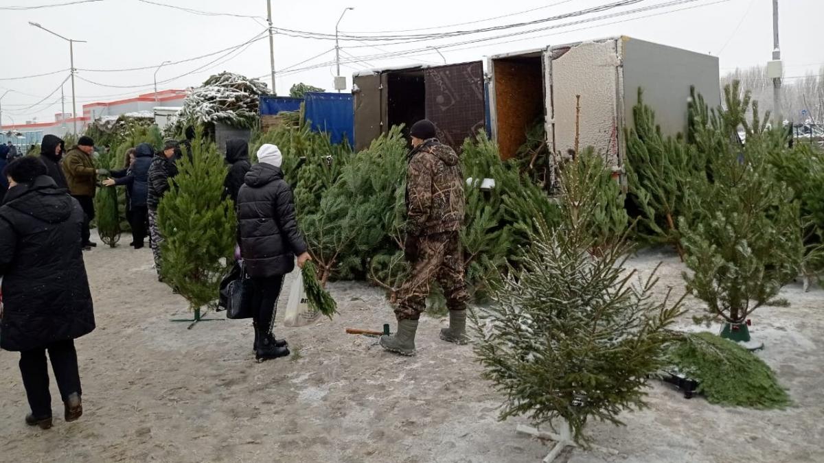 С 15 декабря откроются елочные базары в Саратове