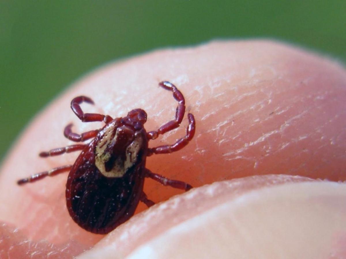 От туляремии до боррелиоза: минздрав предупредил об активизации клещей в Саратовской области