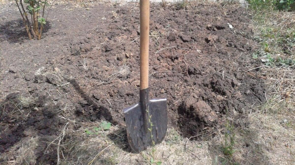 В Саратовской области глава района свой выходной провел на огороде
