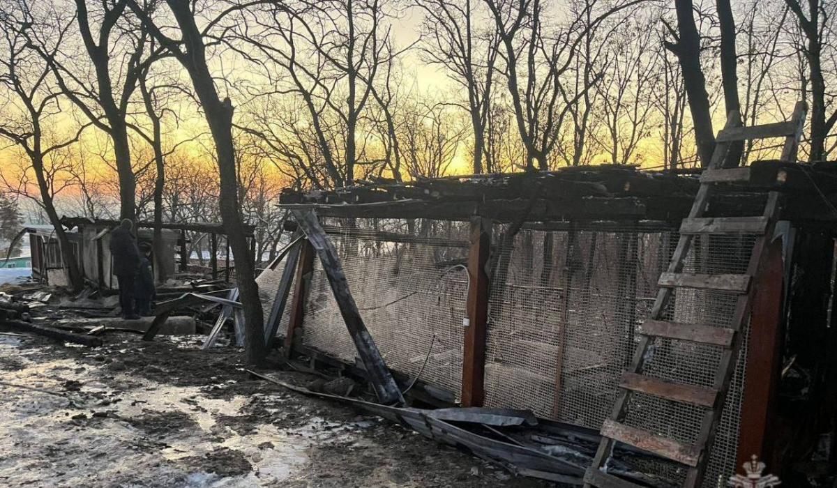 11 птиц погибли на ночном пожаре в саратовском пансионате 