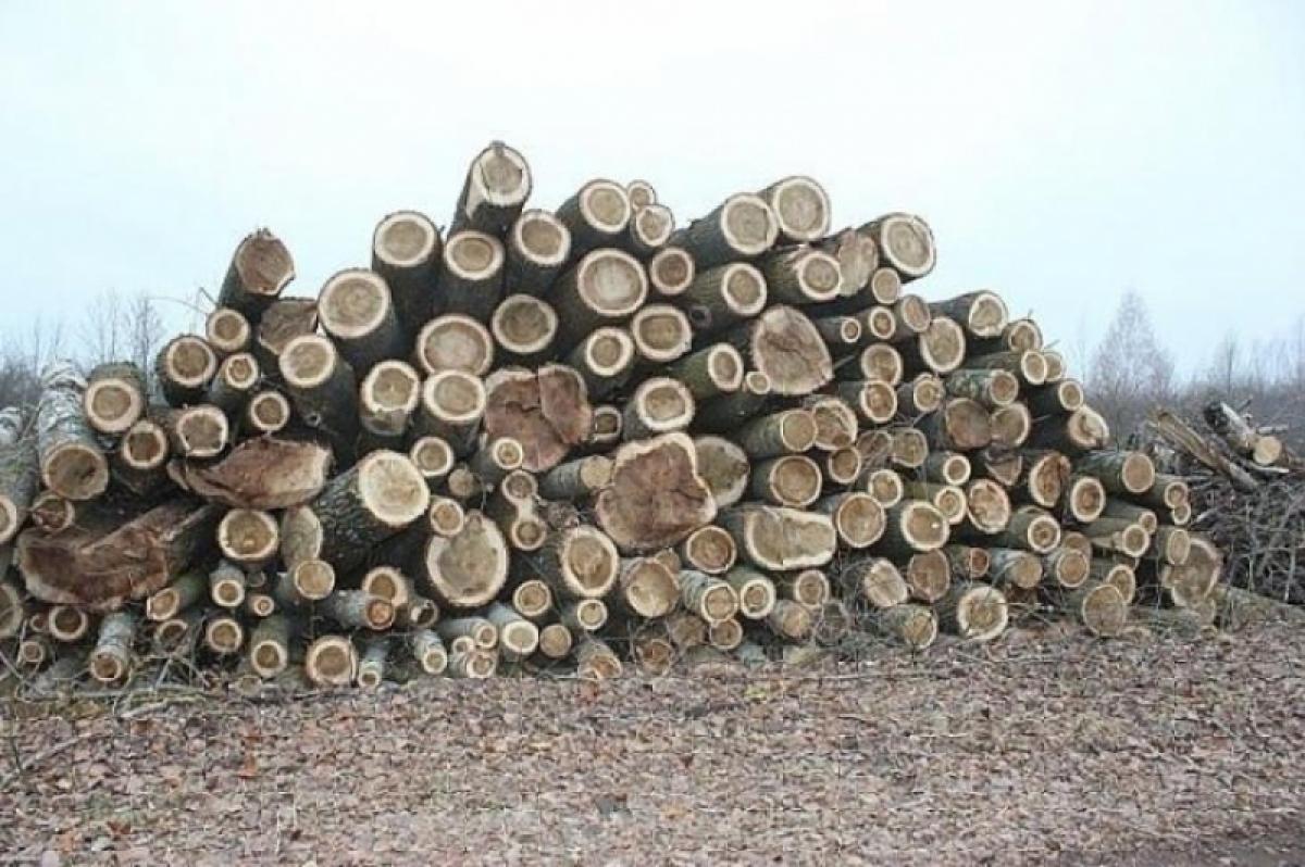 Саратовский лесничий требовал 250 тысяч рублей за незаконную вырубку леса