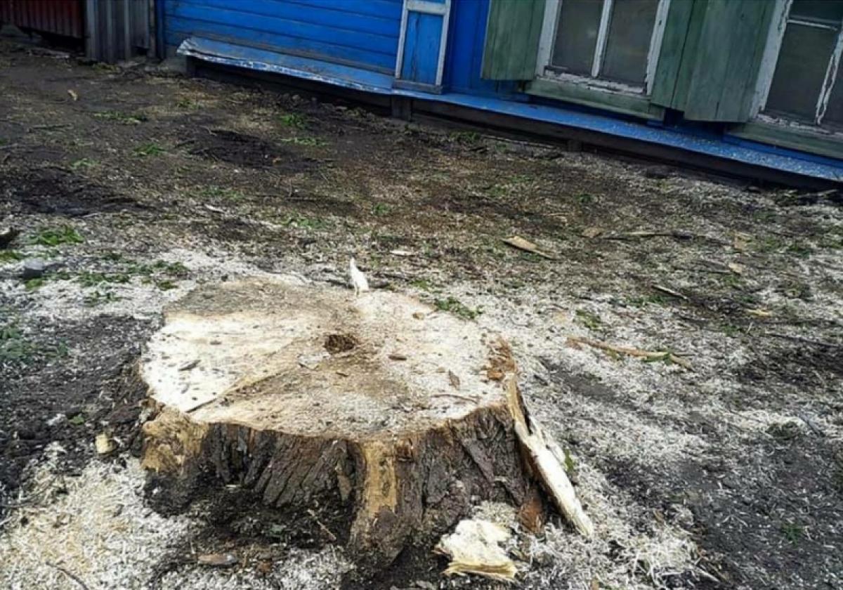 Пеньковое правление Исаева – горожане возмущены уничтожением деревьев в Саратове