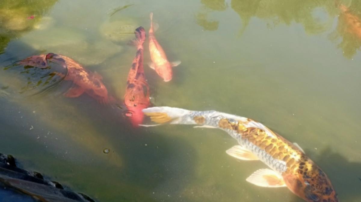 Саратовские инспекторы изъяли у браконьеров улов и полкилометра сетей