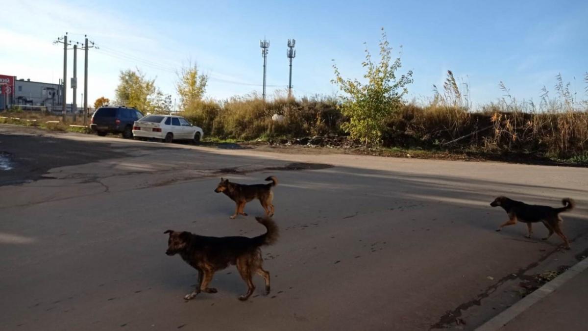 В Саратове после нападения собак на детей возбудили дело о халатности чиновников 